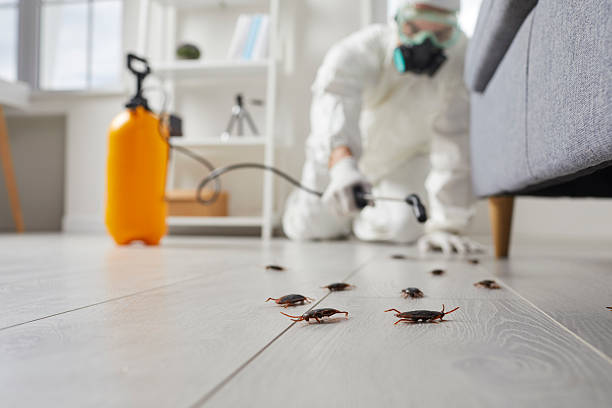 Commercial Rodent Management in Wabasso